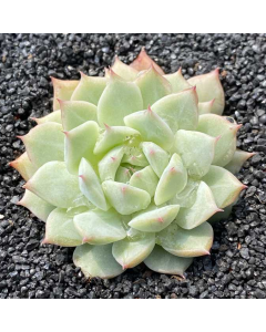 247Garden Echeveria Tippy Real Live Succulent Plant Cutting 65mm/2.5" Single-Head