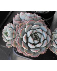 247Garden Echeveria White Minima, the Miniature Echeveria Succulent Plant Cutting 90mm/3.5" Single-Head