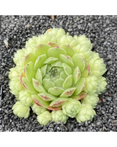 247Garden Sempervivum 'Edward Balls' Real Live Succulent Cactus Plant 65mm/2.5" Single-Head