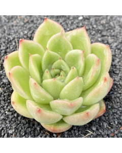 247Garden Echeveria 'Gilva' Crestata Live Succulent Plant Cutting 120mm/4.5" Rare Double-Head