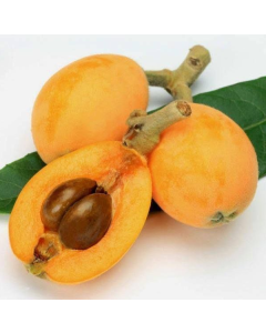 247Garden California Organic Loquat Seed Limited Edition x 1pc