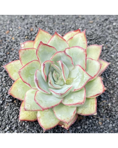 247Garden Echeveria Moon Gadnis aka Moon Goddess Live Succulent Plant Cutting 90mm/3.5" Single-Head