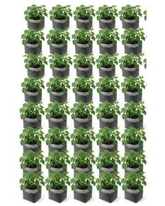 40-Pack 3-Gallon OG Starter Plant Grow Bag White 60GSM Aeration Fabric Pot BPA-Free 10D x 9H