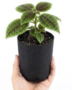 247Garden 1/4 Gallon Basic Aeration Fabric Pot/Plant Grow Bag (Black Color, 200GSM, 5H x 4D)