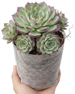 247Garden 10x10" 1-Gallon Aeration Seedling Pot/Nursery Fabric Plant Grow Bag/Cover/Filter (40GSM Non-Woven Eco-Friendly Fabric) Loaded Dimension 6D x 8H