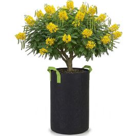 247Garden 50-Gallon Tall Aeration Fabric Pot/Tree Grow Bag (Black w/Green Handles 34H x 21D)