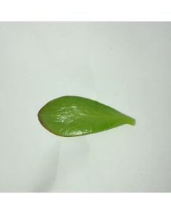 247Garden Lucky Money Plant aka Crassula Ovata 'Baby Jade' Succulent Leaf Ready-to-Root 1pc