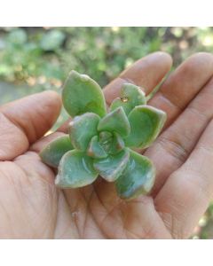 247Garden Baby Ghost Plant "Mother of Pearl" Succulent Starter Live Plant Cutting