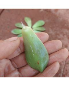 247Garden Ghost Plant Succulent Cutting 1Pc Petal for Propagation