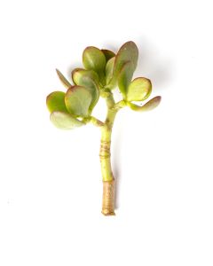 247Garden Lucky Money Plant aka Baby Jade Succulent Plant 3-4" Cutting 1pc