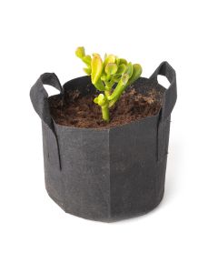 247Garden's The Ogre's Ear Bonsai Tree Kit w/1-Gallon Black Aeration Fabric Pot w/Handles (Incl. 1pc Baby Jade Succulent Plant 3-4" Cutting w/Breatheable Grow Bag) - No Soil Included. 100% Satisfaction Guaranteed