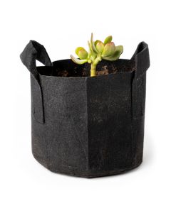 247Garden Lucky Money Bonsai Tree Kit w/1-Gallon Black Aeration Fabric Pot+Handles (Included 1pc Baby Jade Succulent Plant Cutting 3-4" +BPA-Free Breatheable Grow Bag) - No Soil Incl. w/100% Satisfaction Guaranteed