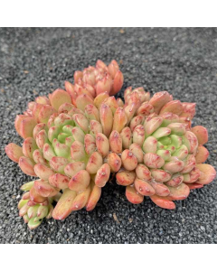 247Garden Sedeveria 'Pink Ruby' Live Succulent Plant Cutting 90mm/3.5" Single-Head