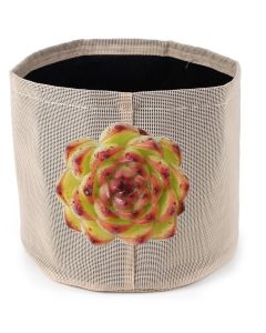 Echeveria 'Moon Stone' Succulent Plant Cutting 90mm/3.5" w/247Garden 1-Gallon Textilene Aeration Fabric Pot/Grow Bag Smoke Gray