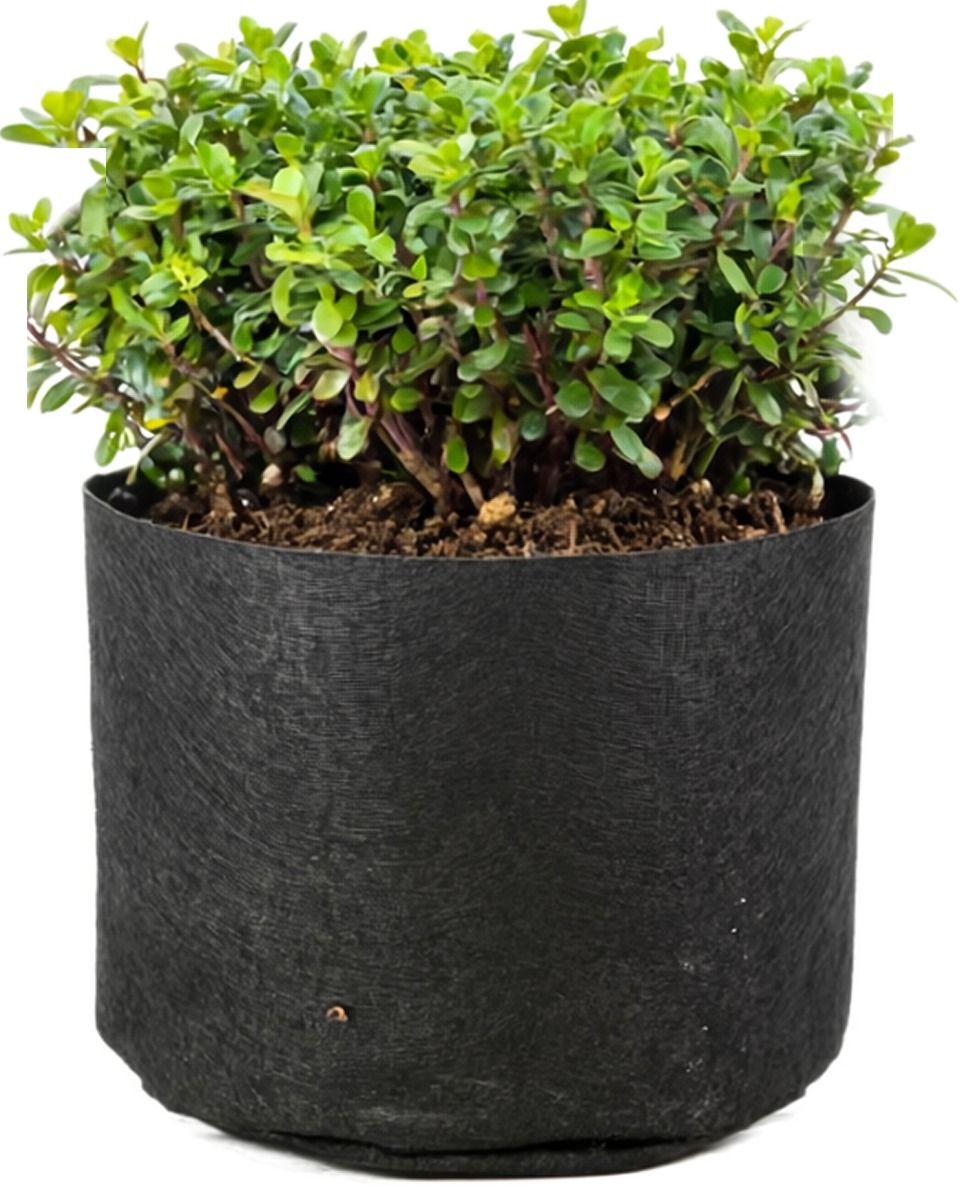 247Garden 2-Gallon Basic Black Fabric Pot 200GSM No Handles