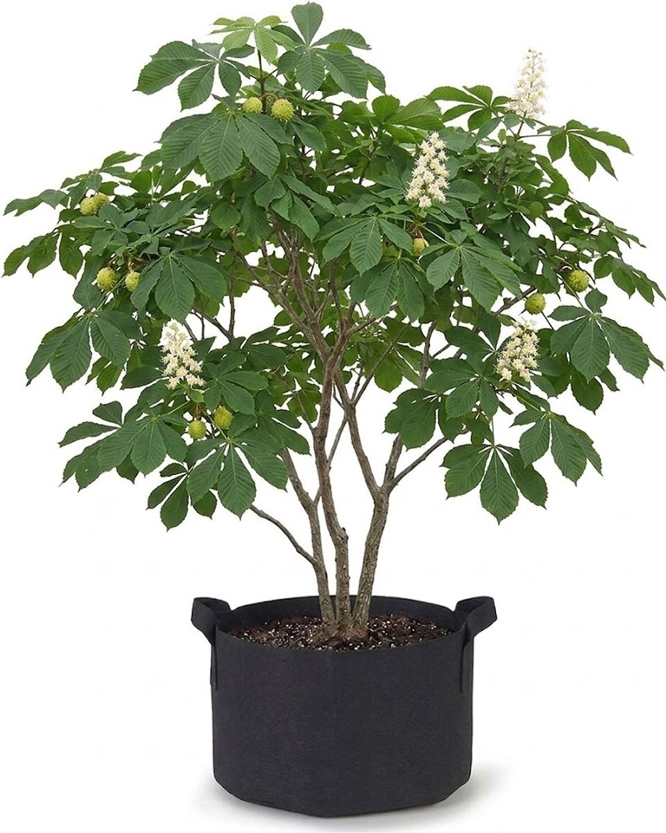 aspca philodendron xanadu Thaumatophyllum (Philodendron) 'Xanadu' XL