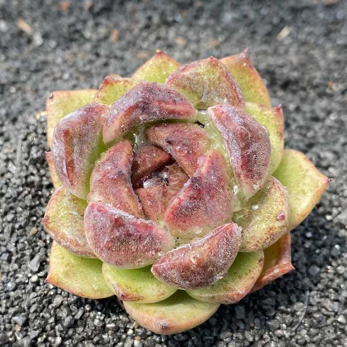 Echeveria Black Crystal Live Succulent Plant Cutting 90mm/3.5