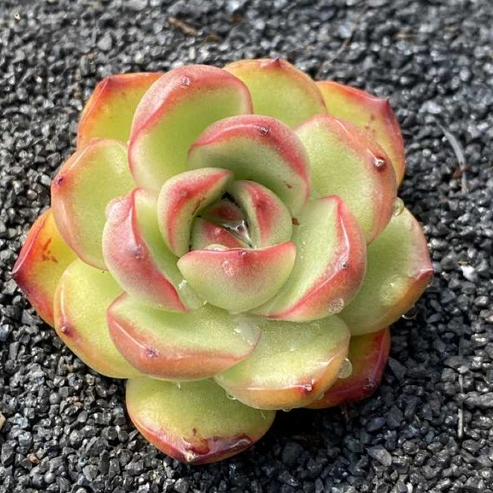 echeveria_puli-lindsayana.png