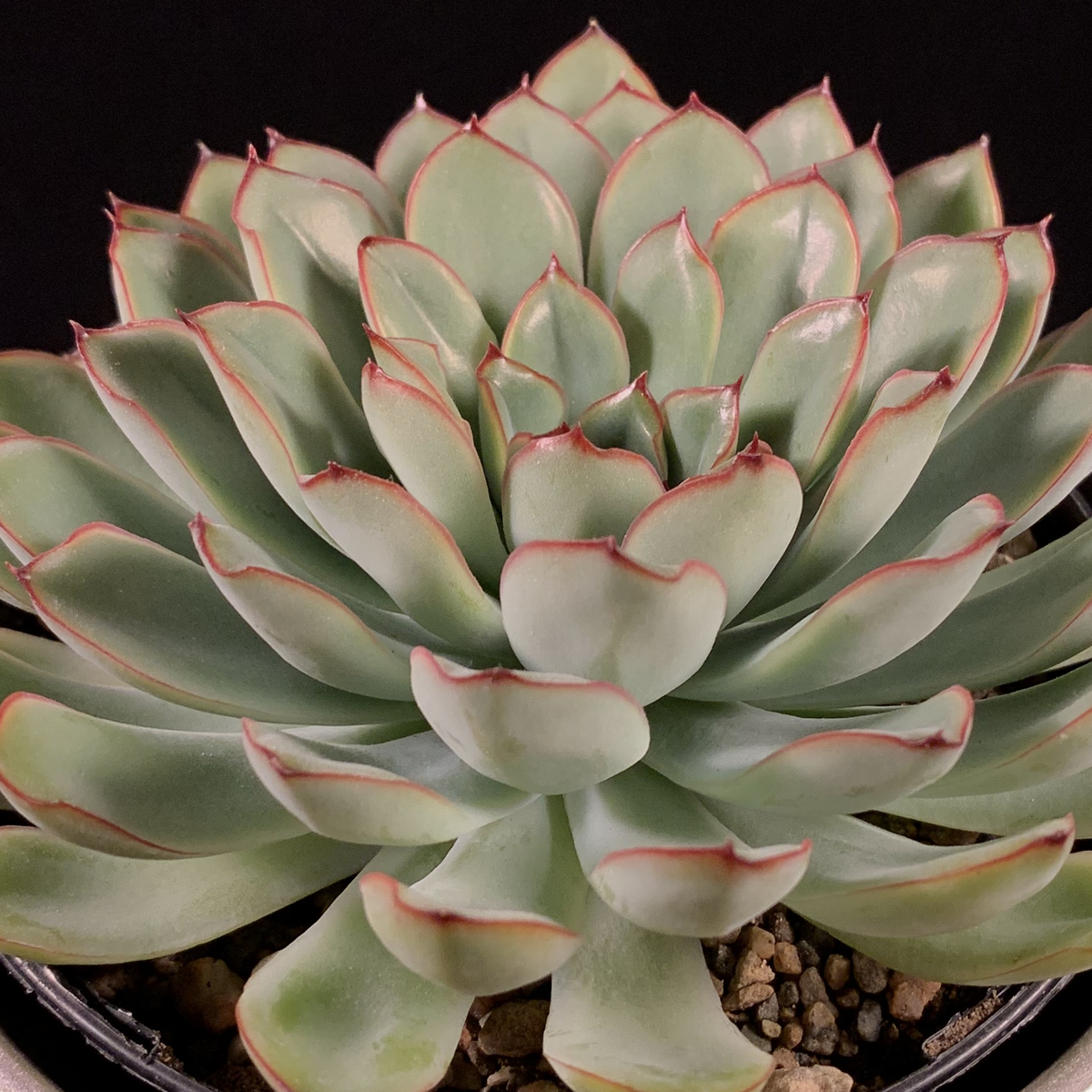 Echeveria Pulidonis - Real Live Plant Cutting 65mm/2.55inch Single-Cut