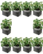 10-Pack 2-Gallon OG Starter Plant Grow Bags White 60GSM Aeration Fabric Pots BPA-Free 8.5D x 7.5H w/Adjustable Height +Free Shipping Mainland USA
