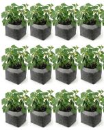 12-Pack 247Garden 3-Gallon OG Starter Plant Grow Bags White 60GSM Aeration Fabric Pots BPA-Free 8.5D x 7.5H w/Adjustable Height +Free Shipping USA