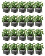 20-Pack 2-Gallon OG Starter Plant Grow Bags White 60GSM Aeration Fabric Pots BPA-Free 8.5D x 7.5H w/Adjustable Height +Free Shipping Mainland USA