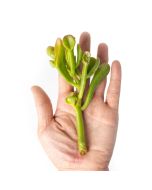 247Garden The Shrek's Ears Succulent Plant Cutting 3-4" 1pc