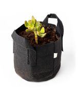 247Garden Lucky Money Bonsai Tree Kit w/1-Gallon Black Aeration Fabric Pot+Handles (Included 1pc Baby Jade Succulent Plant Cutting 3-4" +BPA-Free Breatheable Grow Bag) - No Soil Incl. w/100% Satisfaction Guaranteed