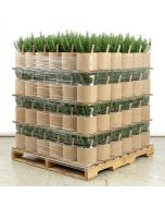 Wholesale 672PC/CASE 1-Gallon Basic  Tan Fabric Pots/Plant Grow Bags 200GSM BPA-Free 6H x 7D 