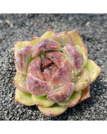 247Garden Echeveria Black Crystal Live Succulent Plant Cutting 90mm/3.5" Single-Head