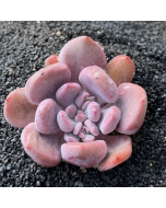 247Garden Echeveria Cupid Live Succulent Plant Cutting 90mm/3.5" Single-Head