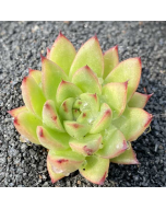 247Garden Echeveria Agavoides 'Torchlight' Live Succulent Plant Cutting 65mm/2.5" Single-Head