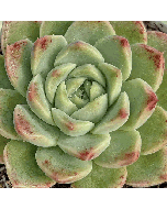 247Garden Echeveria Albicans - Real Live Succulent Plant Cutting 65mm/2.5" Single-Head