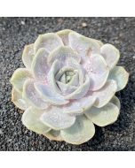 247Garden Echeveria 'Blue Surprise'  Live Succulent Plant Cutting 90mm/3.5" Single-Head