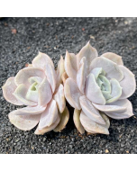 247Garden Echeveria 'Blue Surprise'  Live Succulent Plant Cutting 90mm/3.5" Rare Double-Head