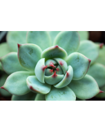 247Garden Echeveria Chihuahuaensis/Chihuahuensis Live Succulent Plant Cutting 90mm/3.5" Single-Head