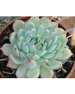 247Garden Echeveria Colorata Live Succulent Plant Cutting 120mm/4.5" Single-Head