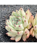 247Garden Echeveria Cuspidata Live Succulent Plant Cutting 90mm/3.5" Single-Head