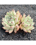 247Garden Echeveria Cuspidata Live Succulent Plant Cutting 90mm/3.5" Rare Double-Head