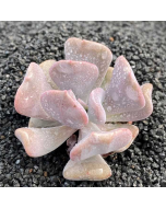 247Garden Echeveria Exotic Live Succulent Plant Cutting 65mm/2.5" Single-Head