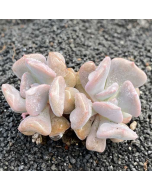 247Garden Echeveria Exotic Live Succulent Plant Cutting 65mm/2.5" Double-Head