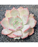 247Garden Echeveria Laulensis Live Succulent Plant Cutting 90mm/3.5" Single-Head