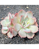 247Garden Echeveria Laulensis Live Succulent Plant Cutting 90mm/3.5" Rare Double-Head