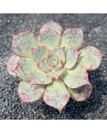 247Garden ECHEVERIA Longissima Live Succulent Plant Cutting 90mm/3.5" Single-Head