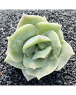 247Garden Echeveria 'Lovely Rose' Live Succulent Plant Cutting 65mm/2.5" Single-Head