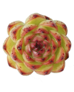 Echeveria 'Moon Stone' Succulent Plant Cutting 90mm/3.5" Single-Head