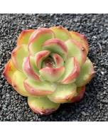 247Garden Echeveria 'Puli-lindsayana' Live Succulent Plant Cutting 90mm/3.5" Single-Head