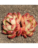 247Garden Echeveria 'Puli-lindsayana' Live Succulent Plant Cutting 90mm/3.5" Rare Double-Head