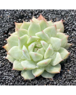 247Garden Echeveria Tippy Real Live Succulent Plant Cutting 65mm/2.5" Single-Head