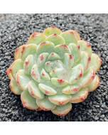 247Garden Echeveria White Minima Live Succulent Plant Cutting 90mm/3.5" Single-Head